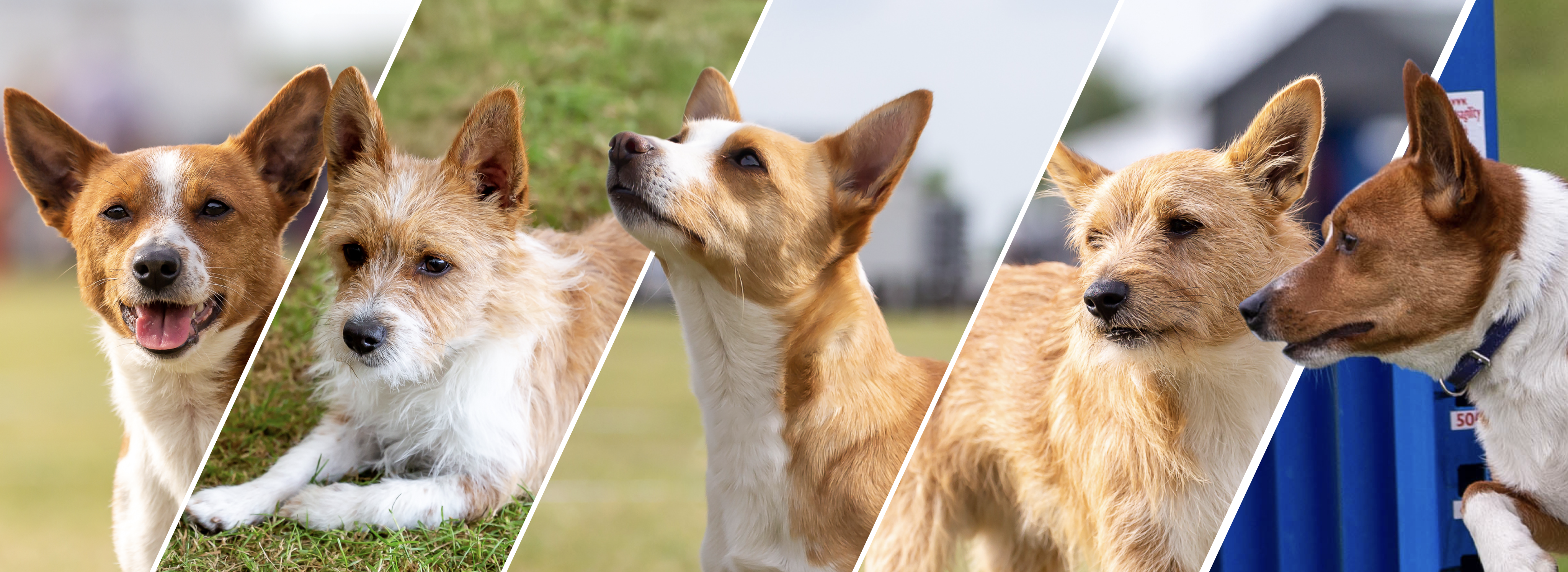 Split image of multiple Podengo Dogs