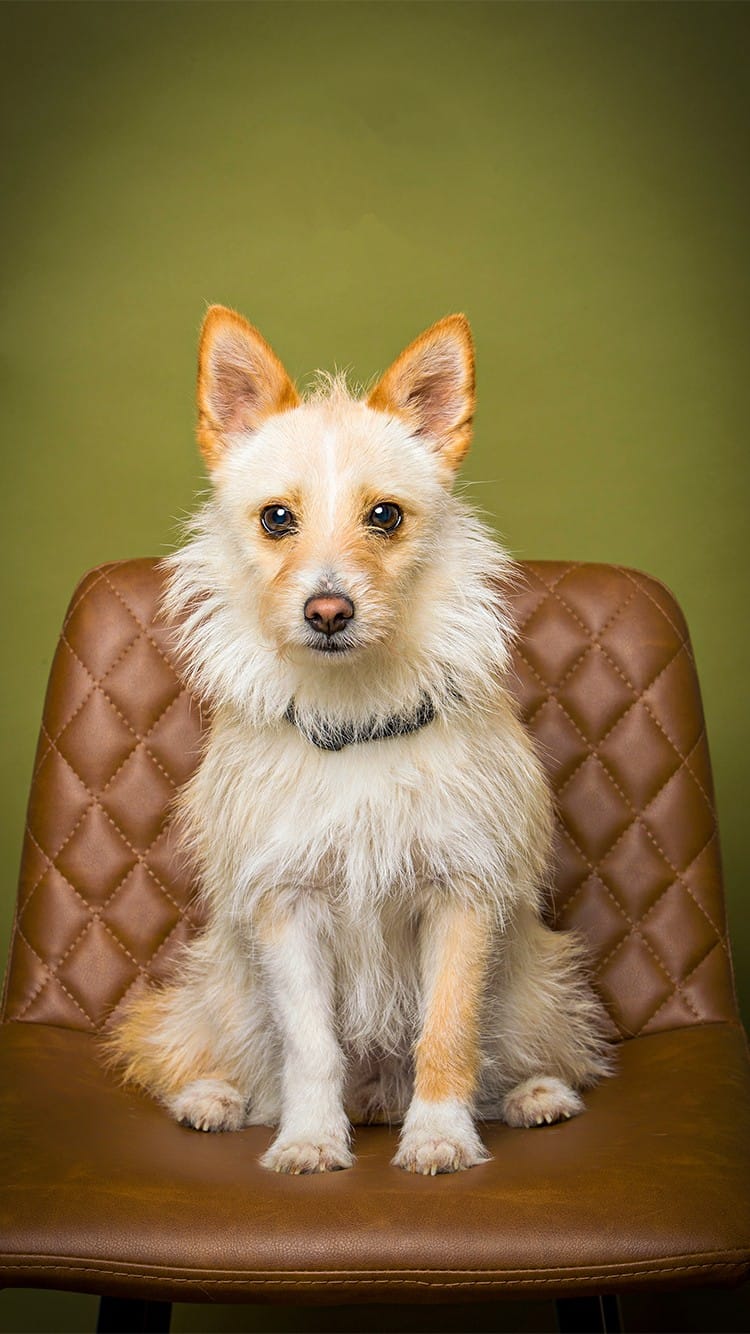 Podengo Dog on Chair